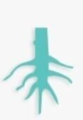 Ibogaine Treatment Centers - Iboga Therapy, Ibogaine Clinics