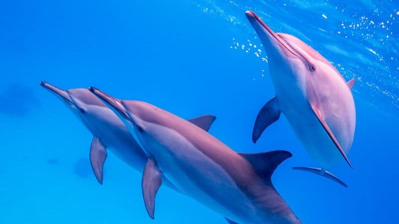 Dolphin House (Shaab Samadai) A Magical Red Sea Experience
