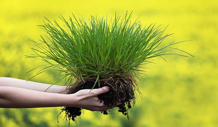 SOD Installation services Phoenix | CGL Landscaping