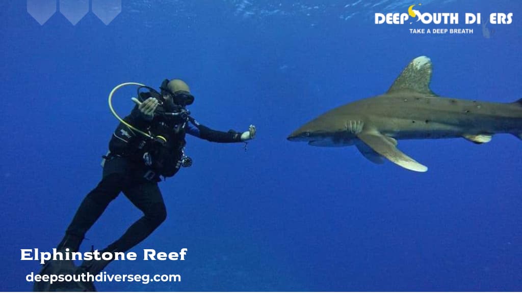 Elphinstone Reef, marsa alam – Marine Life, Topography & Tips