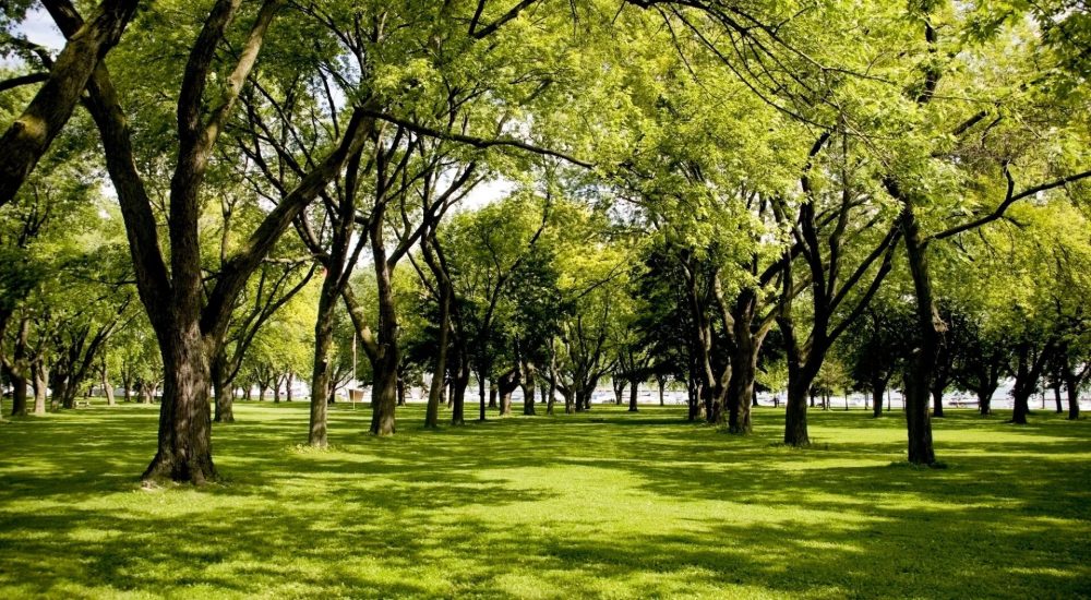 How Tree Removal Prevents Structural Damage