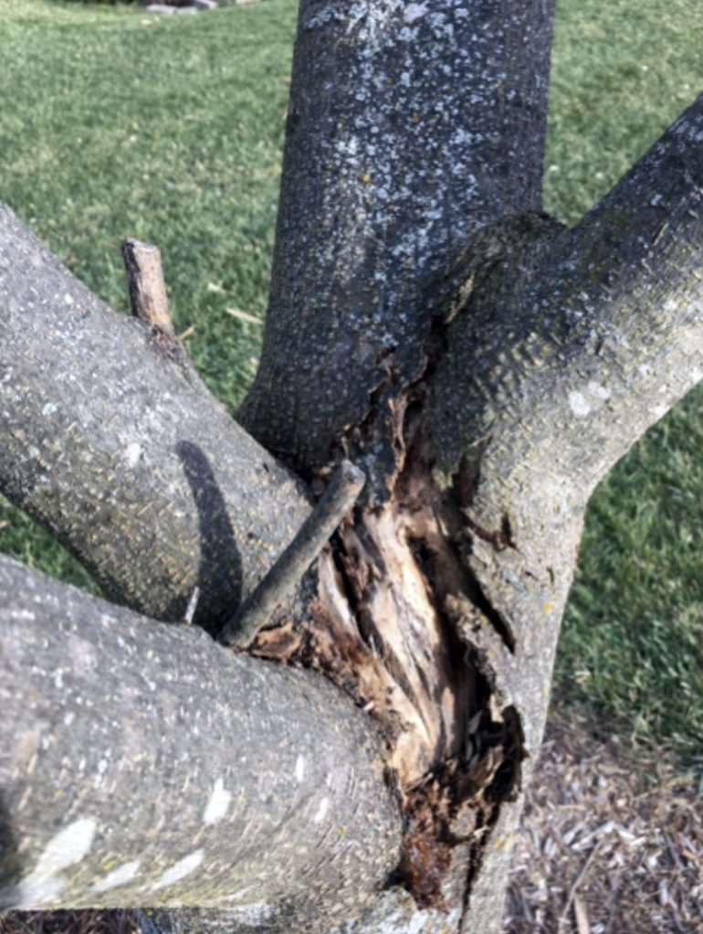 Tree & Stump Removal Services Phoenix, Arizona | 480-219-0038