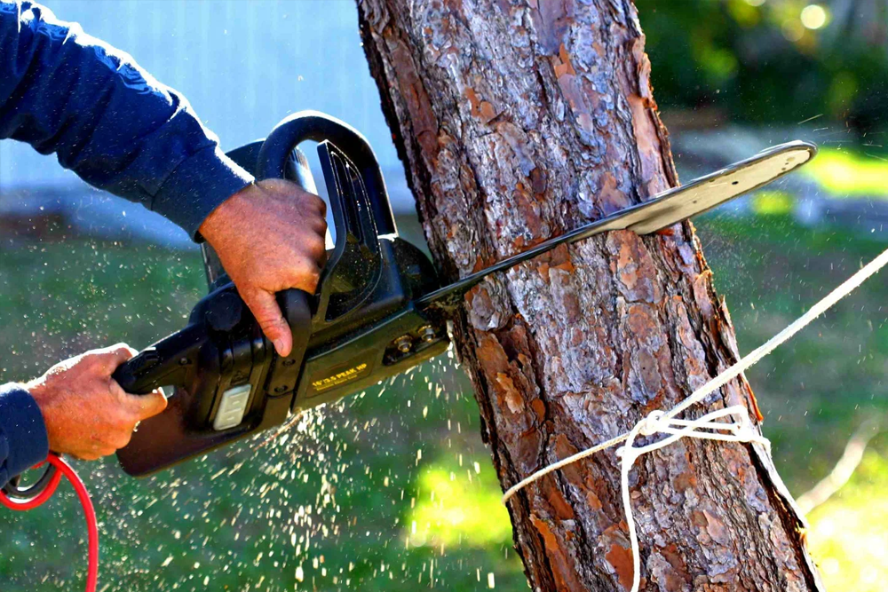 Tree Removal Services Nearby Maryland | 24/7 Emergency Tree Removal