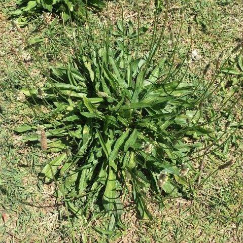 Lambs Tongue Weed - GILBA SOLUTIONS