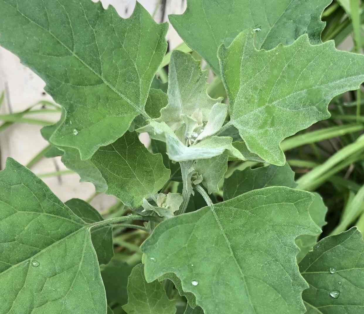 Fat hen **** - GILBA SOLUTIONS