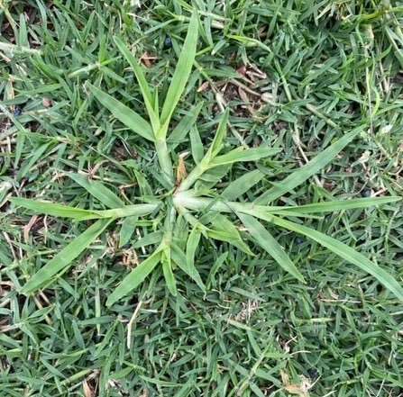 Crowsfoot grass - GILBA SOLUTIONS