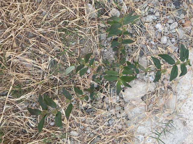 Asthma **** - GILBA SOLUTIONS