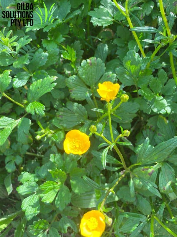 Creeping Buttercup - GILBA SOLUTIONS
