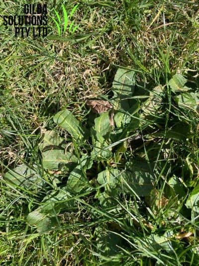 Dock Weed - GILBA SOLUTIONS