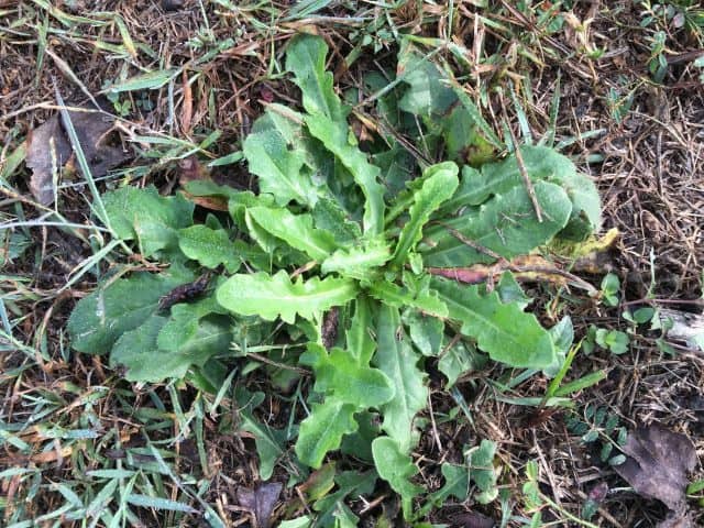 Catsear - GILBA SOLUTIONS