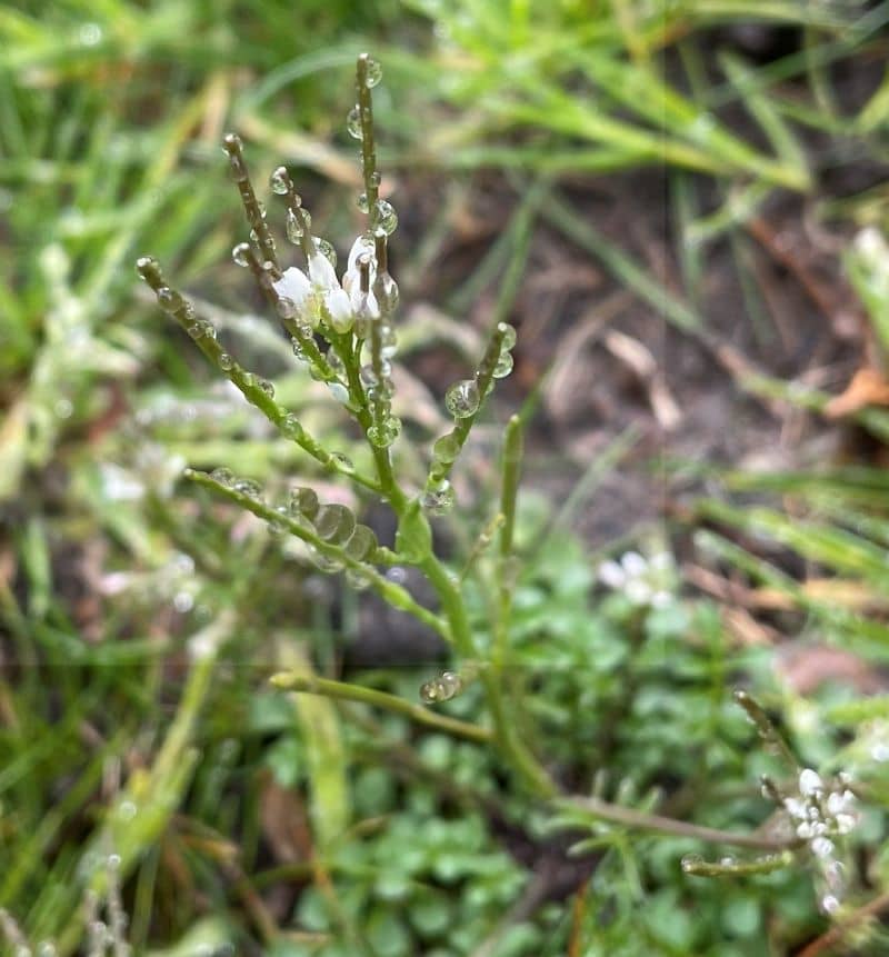 Bittercress - GILBA SOLUTIONS