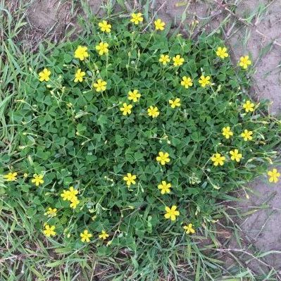 Creeping oxalis - GILBA SOLUTIONS
