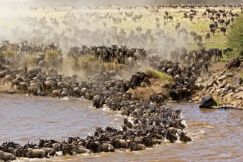 Great Serengeti Wildebeest Migration With Map 2026 | 2027