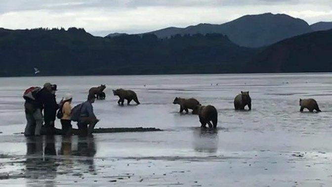 Bear Viewing Tours in Cooper Landing: Complete Guide for Visitors | Articles | Kevinnn | Gan Jing World - Technology for Humanity | Video & Movie Streaming